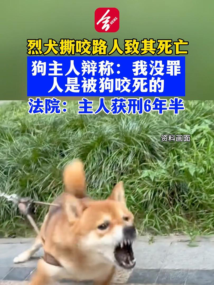 烈犬屡次肇祸出了人命：主人未采取防范措施获刑6年半