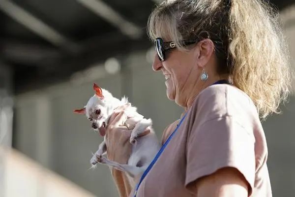离婚争猫、给宠物留遗产……他们为宠物打官司