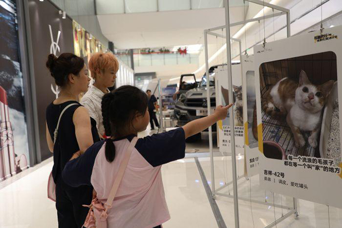 以爱之名！为7月3日救助的猫咪寻找一个温暖的家