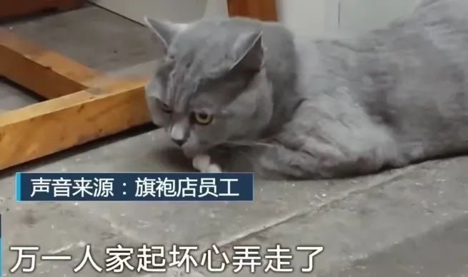 女子送养两只猫，半年后想收回被索要寄养费：每天150元，需付两万多