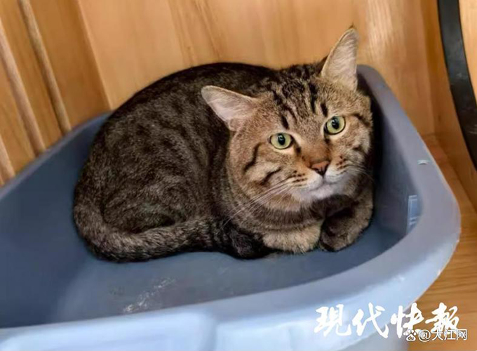 江苏扬州一只被法拍的狸花猫火了，超6000人报名竞拍