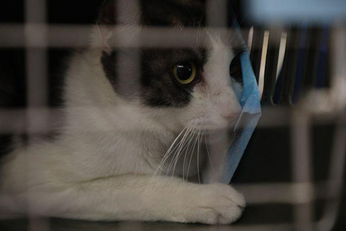 以爱之名！为7月3日救助的猫咪寻找一个温暖的家