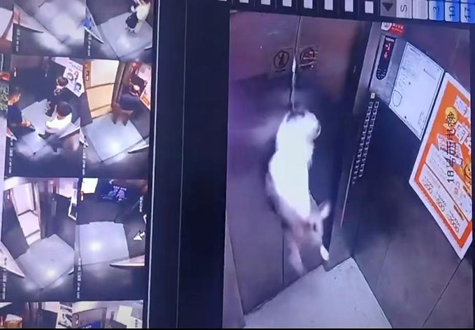 牧羊犬独自蹿进电梯，遛狗绳夹门缝被吊在半空