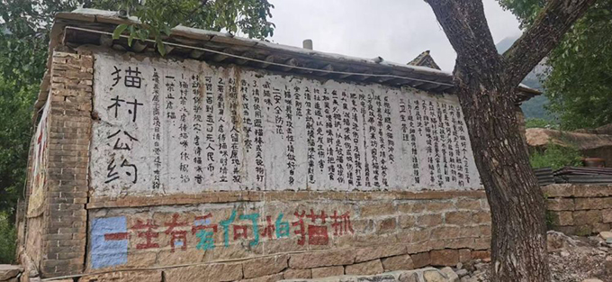 ​​“人搬走了，猫怎么办？” 他给200只猫“建”了座村