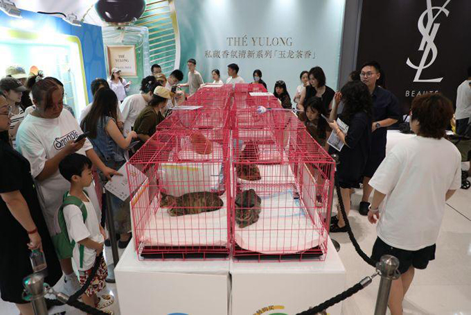 以爱之名！为7月3日救助的猫咪寻找一个温暖的家