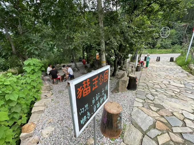 ​​“人搬走了，猫怎么办？” 他给200只猫“建”了座村