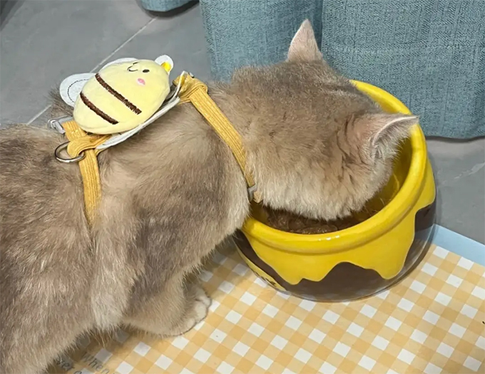 主人必知的9种正确猫咪喂养方法，让你的猫咪健康快乐成长
