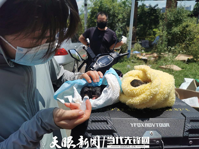 温情贵阳！非法运猫狗货车高速路上被拦截，数百“毛孩子”亟待救治