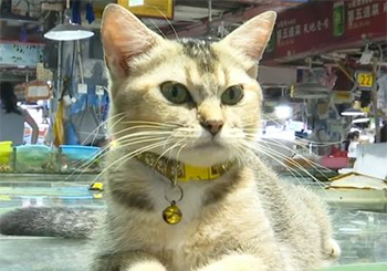 广西南宁：18只猫成了海鲜摊的掌柜，卖萌营业两不误