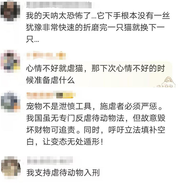 冲上热搜！网友怒了！女子去猫咖包房虐猫致多只猫死伤，该担何责？