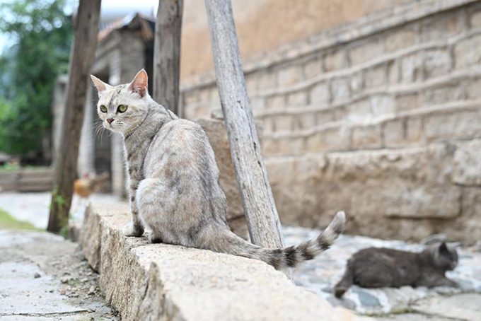 ​​“人搬走了，猫怎么办？” 他给200只猫“建”了座村