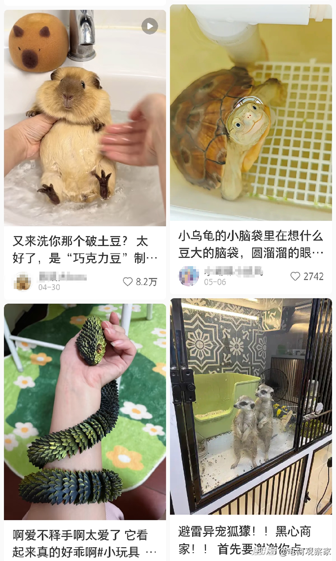 还开什么宠物店，现在卖“恐龙”和仓鼠水壶都能月入百万