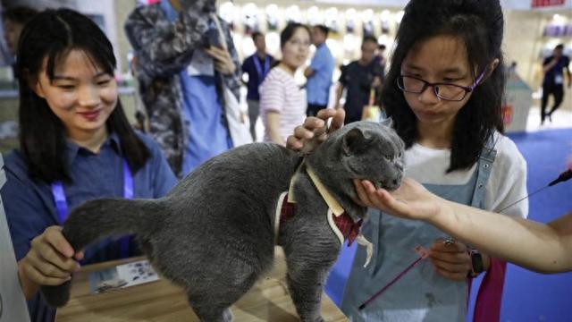 亚洲宠物展刷新纪录，全球首发、首店层出不穷，上海“它经济”进入爆发期