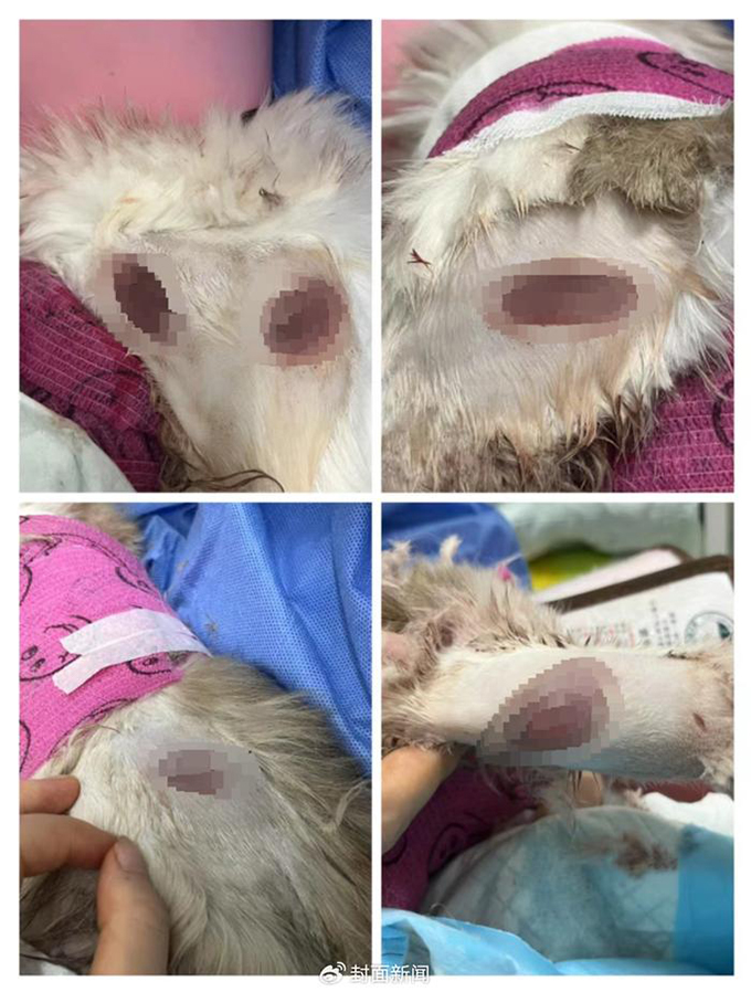 布偶猫重伤被丢弃，市民爱心救助挽救生命
