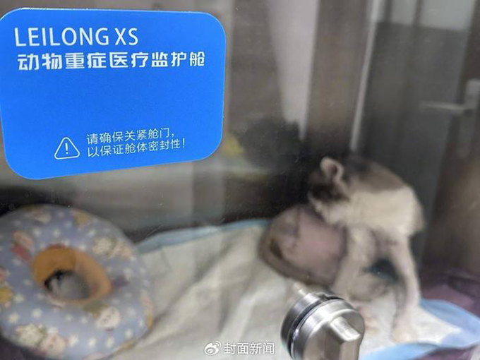 布偶猫重伤被丢弃，市民爱心救助挽救生命