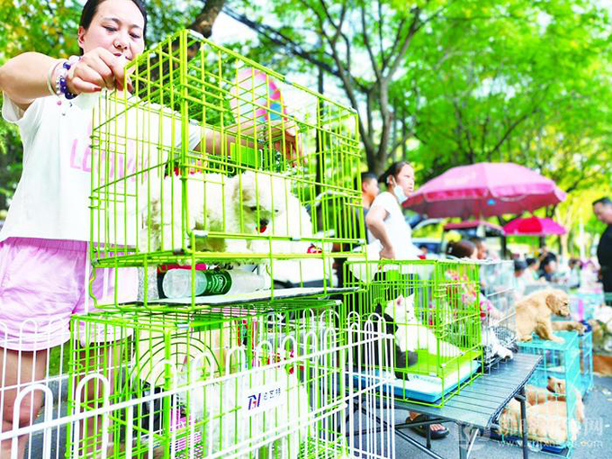 16小时交易1.6万只，华东第一宠物大市场是怎样炼成的