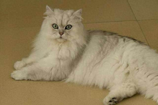 “免费”领养宠物猫却被捆绑上万元宠物用品，养了几天猫咪病死 法官教你如何“避坑”
