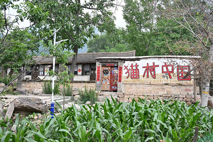 ​​“人搬走了，猫怎么办？” 他给200只猫“建”了座村