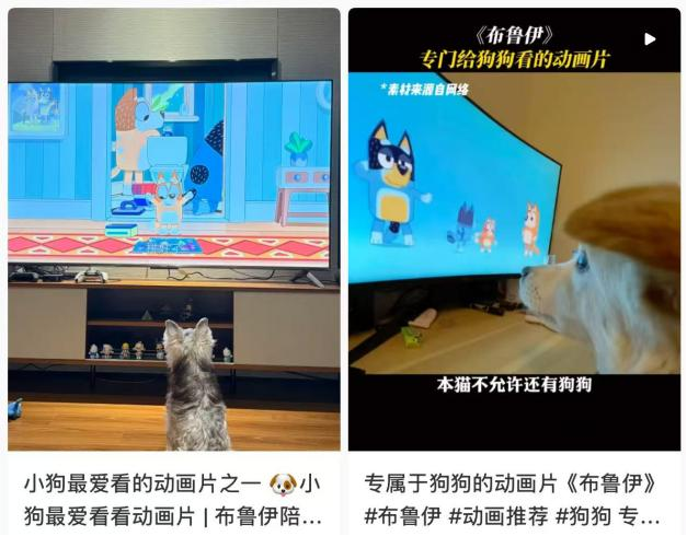 宠物消费新趋势：萌宠专属动画，毛孩子也有追剧的快乐