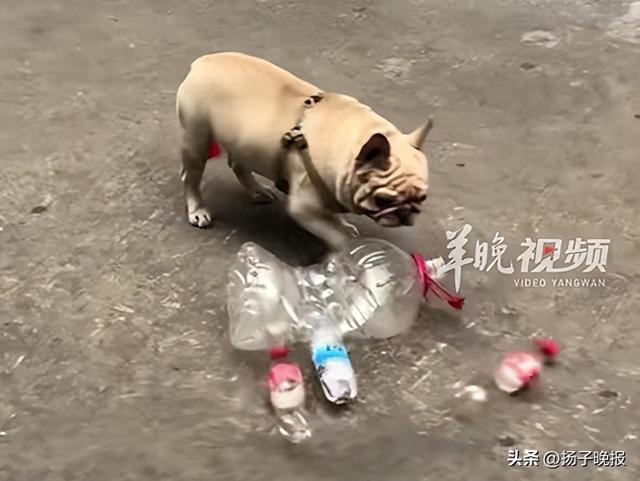 没有一口狗粮是白吃的！广州一5岁半小狗捡瓶5年攒下万元存款