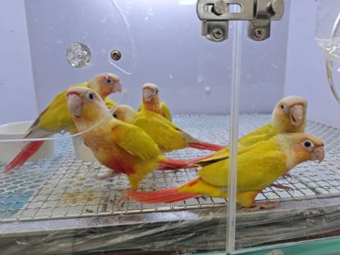 养猪、遛鸟、“驯龙”……另类宠物成年轻养宠人群新欢