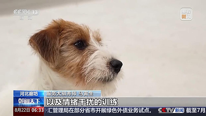 宠物服务招聘增速超72%，年轻人纷纷加入这一新兴行业