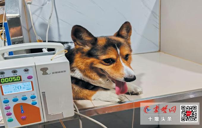 宠物互助献血挽救生命 “毛孩子”们也需要“热血英雄”