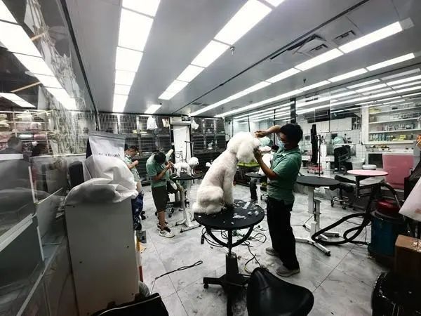 离婚争猫、给宠物留遗产……他们为宠物打官司