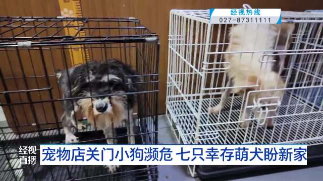 宠物店关门小狗被困7天2只死亡