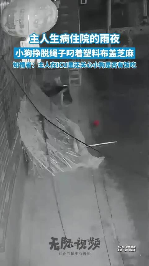 安徽阜阳：好暖心！主人住院，狗狗叼来雨布遮盖芝麻