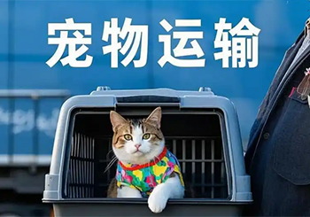 宠物运输过程中死亡，法院判实际承运人担责80%