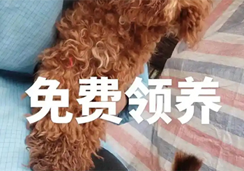 免费领养？分期销售？宠物狗病死引纠纷