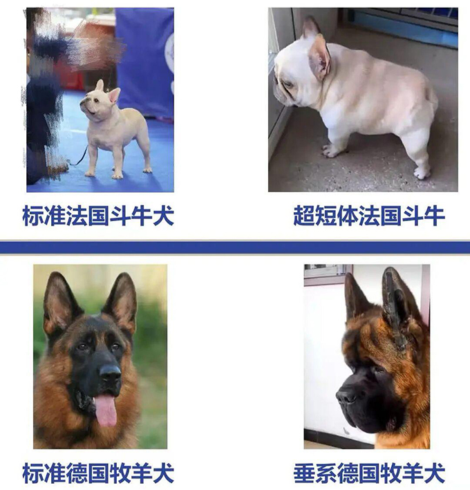 “东北星期宠”传言引关注，实探辽宁宠物市场