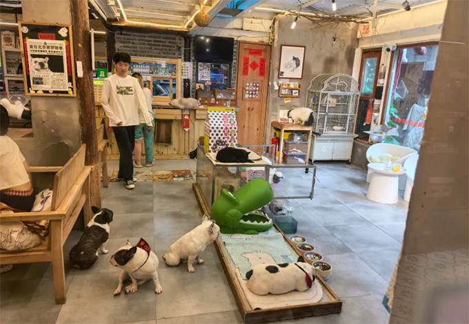 宠物餐厅等行业新业态存乱象 公益诉讼督促推动全面整治