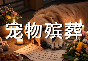 宠物殡葬“无证经营”成常态，监管仍存哪些灰色地带？