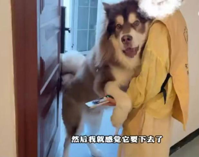 贵州25岁女子上门代喂宠物狗被咬伤遭毁容，狗主人称不担全责