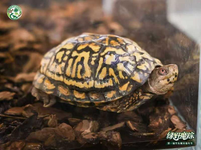 首届华东魔宠展圆满落幕 从“地摊”到专业盛会，解锁魔宠行业新活力