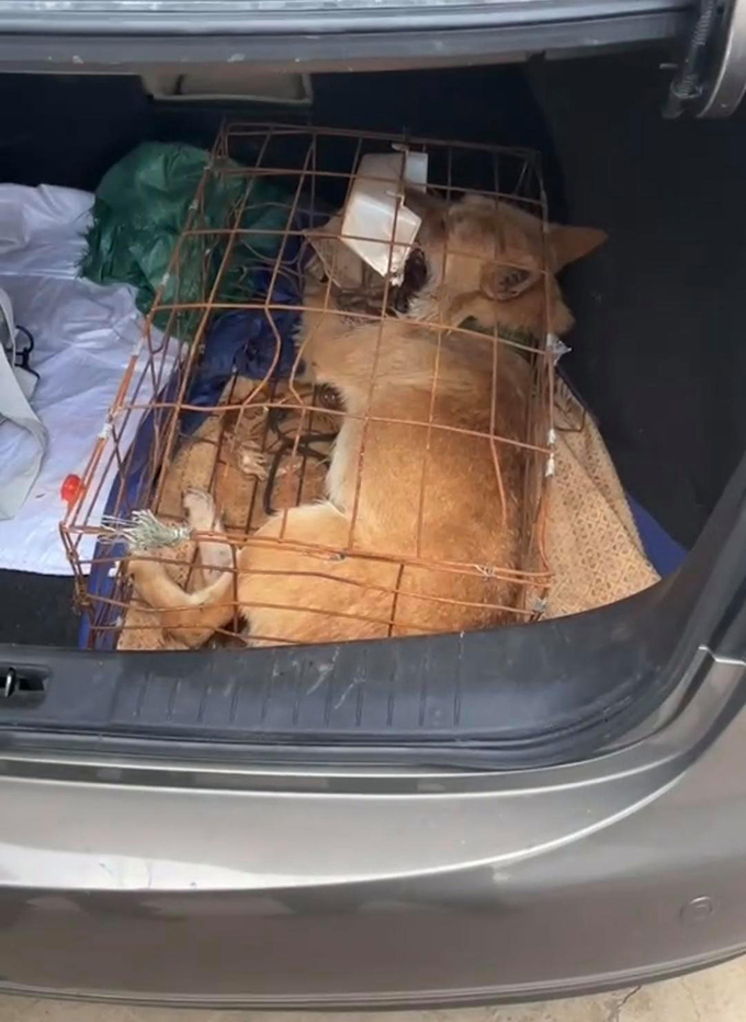 700公里托运“黄金下司犬”，死在顺风车后备箱！