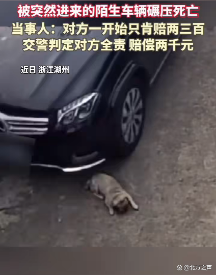 狗狗自家院休息被陌生车辆闯入碾死 ，主人索赔2000元竟被骂 “黑心”