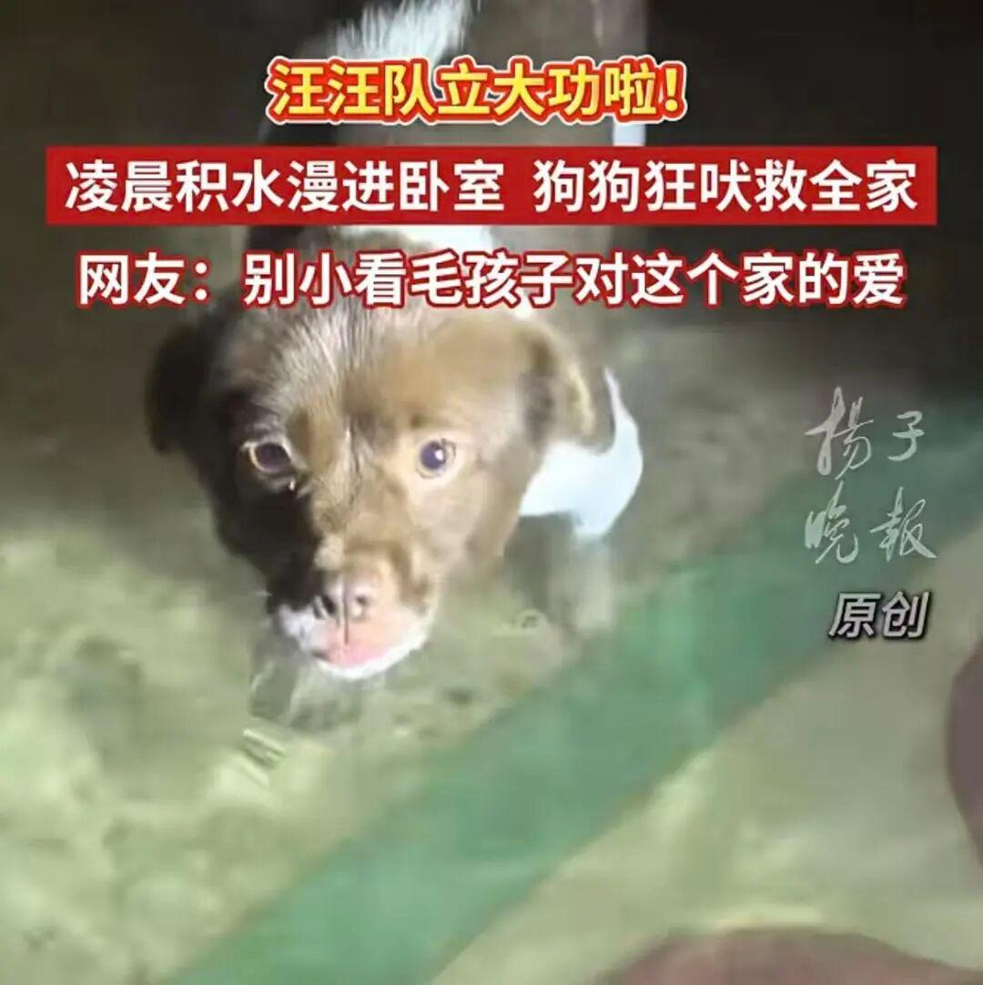 深夜暴雨淹入盐城一住户家中，收养的流浪狗叫喊醒全家立大功