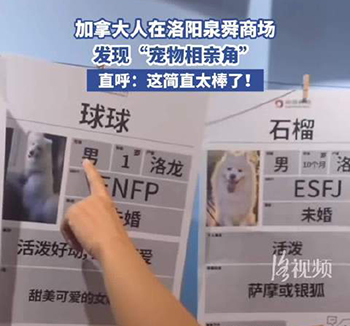 洛阳一商场设置宠物相亲角 