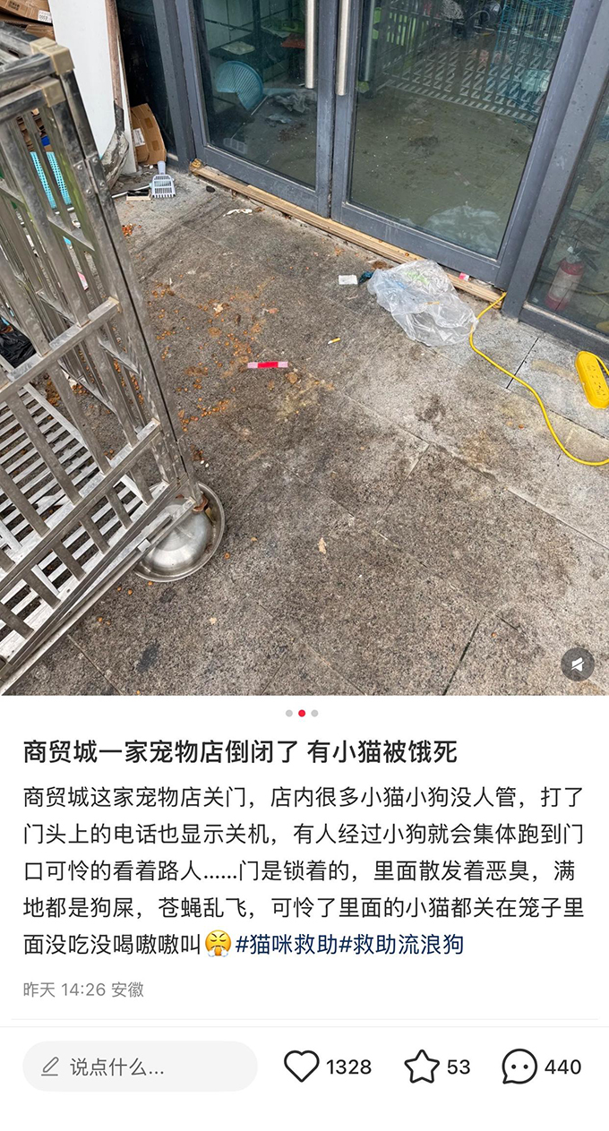 合肥一宠物店“倒闭饿死猫”？涉事店老板：谣言，已报警