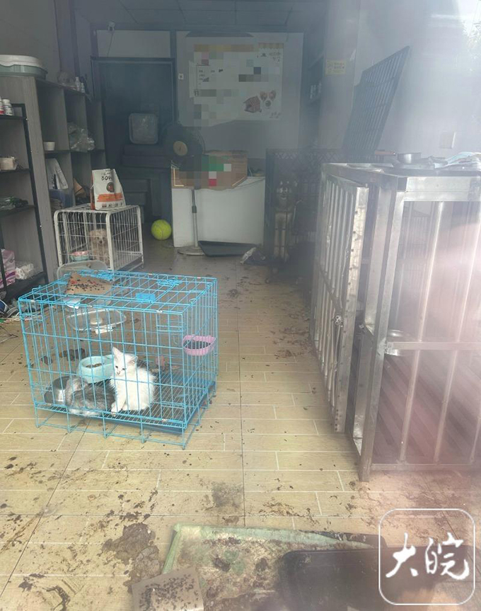 合肥一宠物店“倒闭饿死猫”？涉事店老板：谣言，已报警