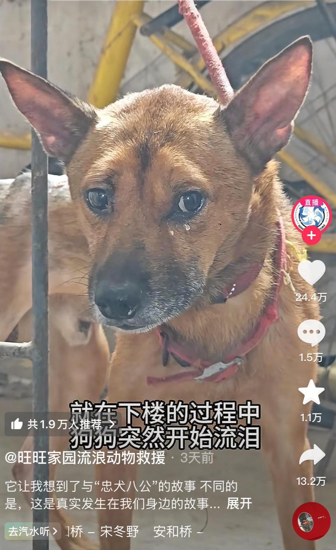 重庆一独居老人离世，宠物狗流泪不愿离开