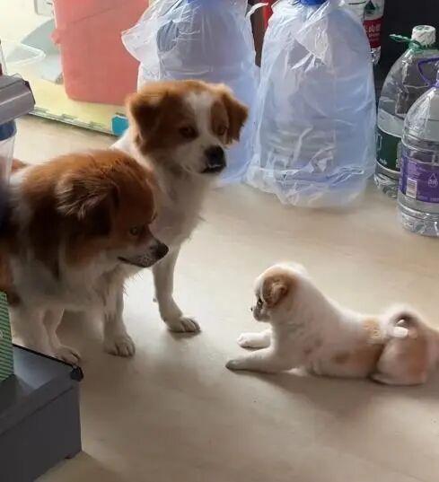 广东惠州：怀孕流浪狗到商店乞食，生下小狗“托付”老板照顾
