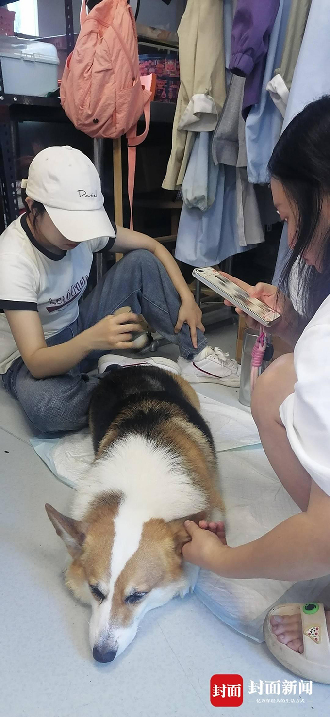 川农大动物医院银针艾草给狗狗治瘫痪火了