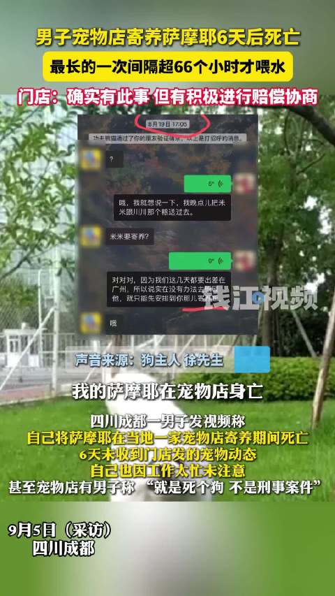 四川成都一男子宠物店寄养萨摩6天后死亡，被回就死个狗