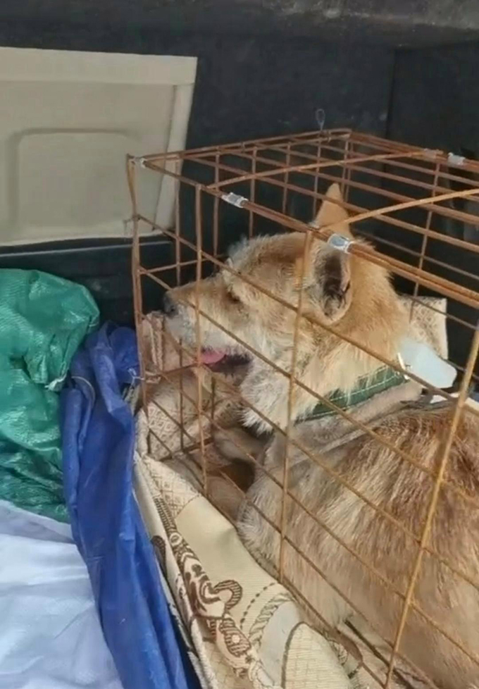 700公里托运“黄金下司犬”，死在顺风车后备箱！