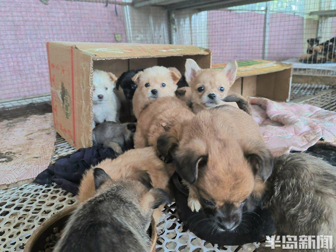 流浪猫狗数量增多，救助压力陡增！流浪动物中心盼援手