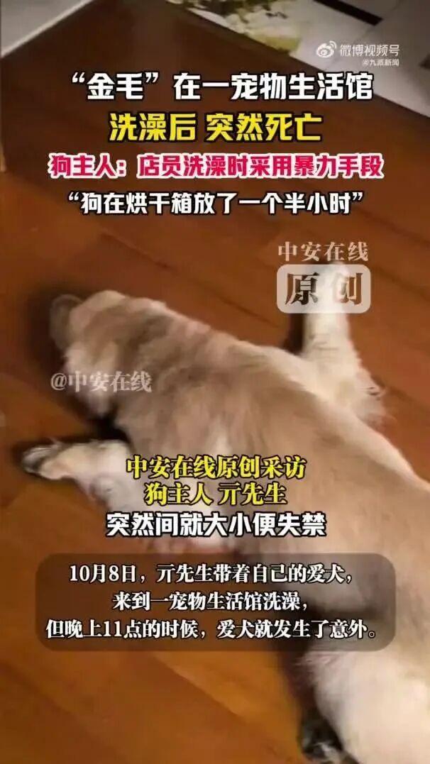 安徽合肥一只金毛犬在一宠物生活馆洗澡后突然死亡